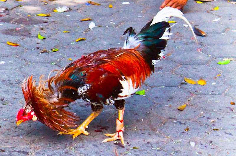 Quan sát chân, vảy và mắt là bước quan trọng khi xem tướng gà chọi