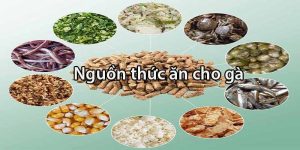 Thức Ăn Gà Đá – Thực Đơn Tạo Chiến Kê Vô Địch Tại Jun88